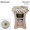 Germini Albino