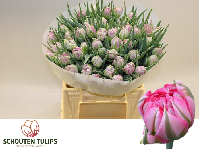 <h4>TU DU FLASH POINT</h4>