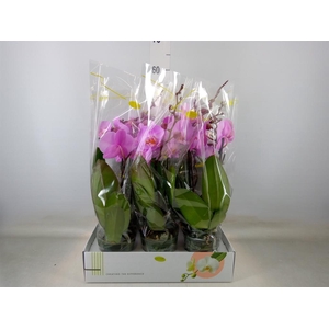 Phalaenopsis   ...