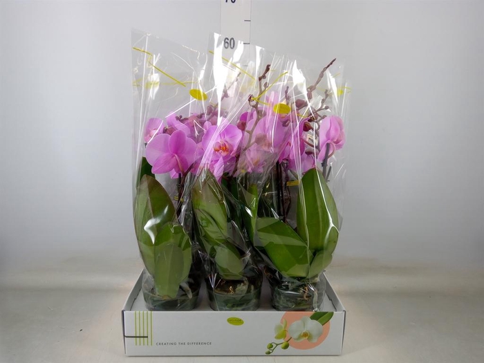 <h4>Phalaenopsis   ...</h4>
