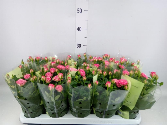 <h4>Rosa  'Carousel Kordana'</h4>