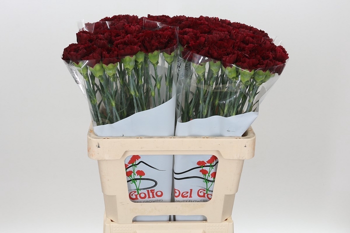 <h4>DI ST JUNKO</h4>