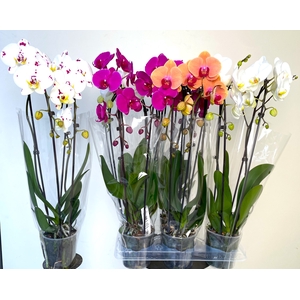 PHAL EL CASCADE