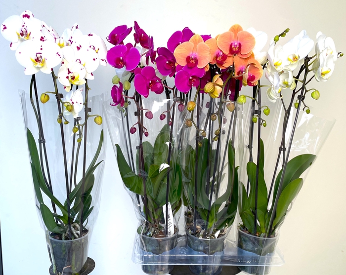 <h4>PHAL EL CASCADE</h4>