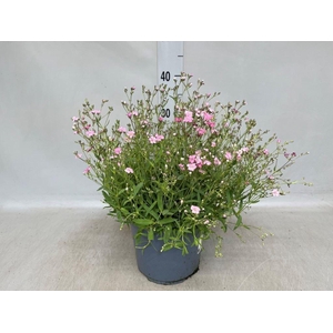 Gypsophila repens 'Rosea'