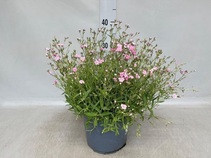 <h4>Gypsophila repens 'Rosea'</h4>