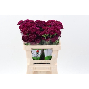 Di St Golem Purple 50cm