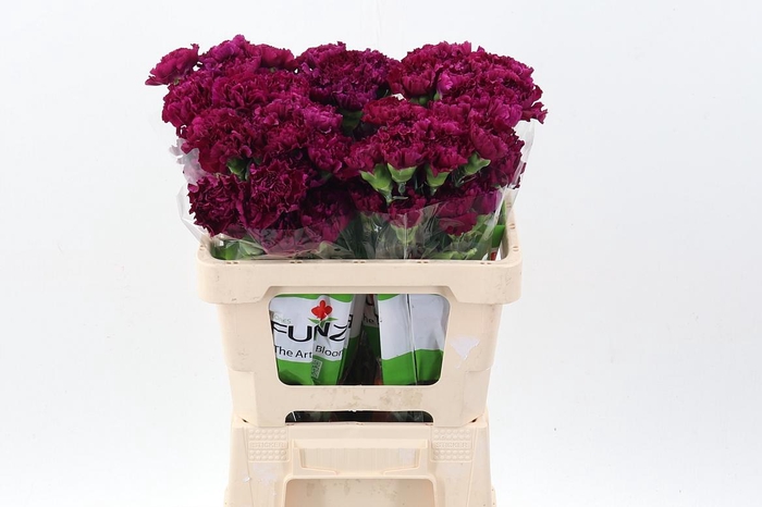 <h4>Di St Golem Purple 50cm</h4>