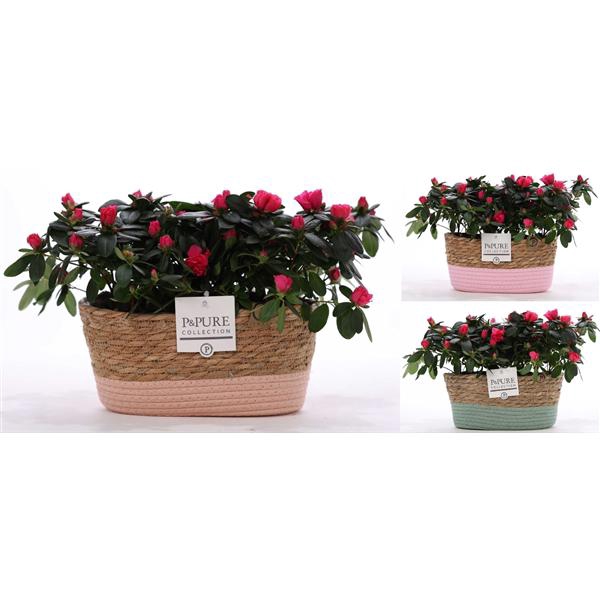 <h4>1st class Azalea red (x2) in P&PURE Fieldbasket ass.3</h4>