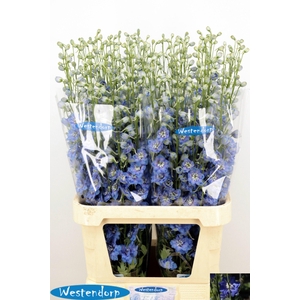 DELPH DU KI OCE BLUE