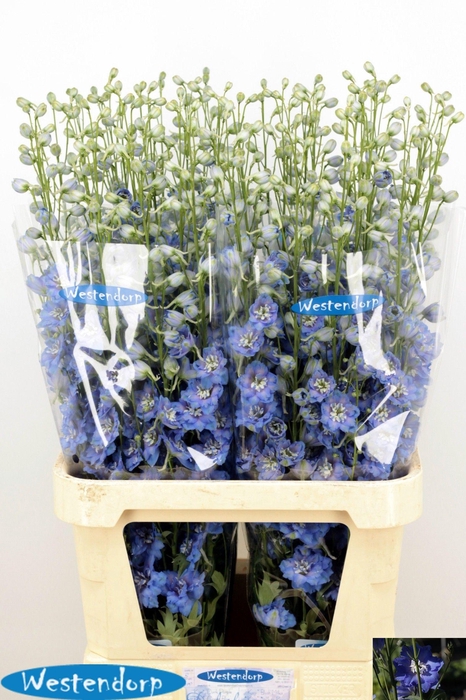 <h4>DELPH DU KI OCE BLUE</h4>