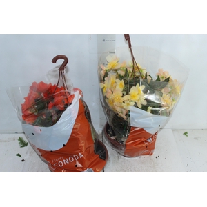 BEGONIA MISS MONTREAL C21