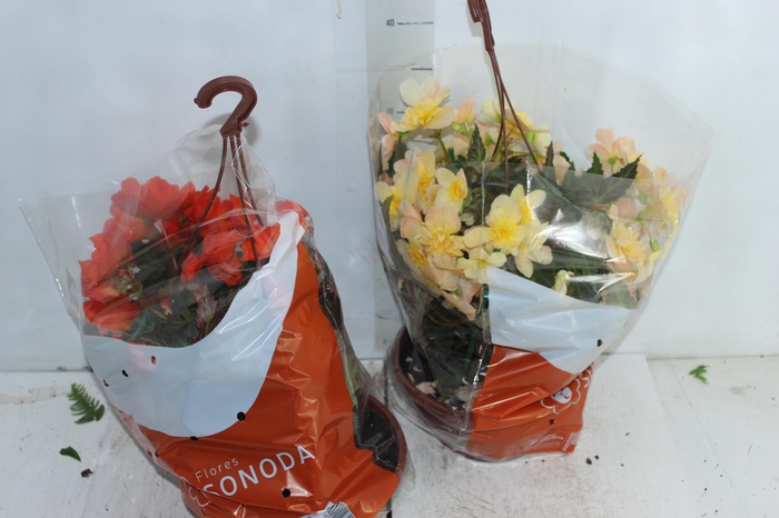 <h4>BEGONIA MISS MONTREAL C21</h4>