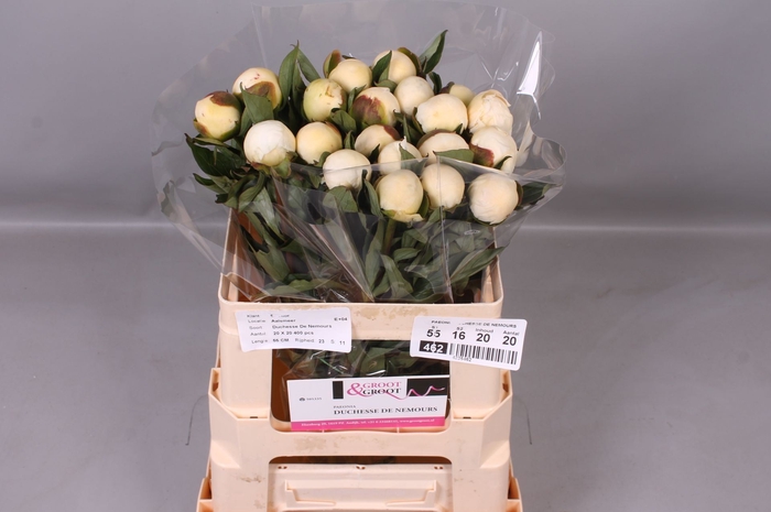 <h4>Paeonia lact. 'Duchesse de Nemour'</h4>