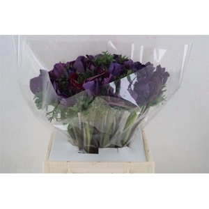 Anem Mistral Super Violet