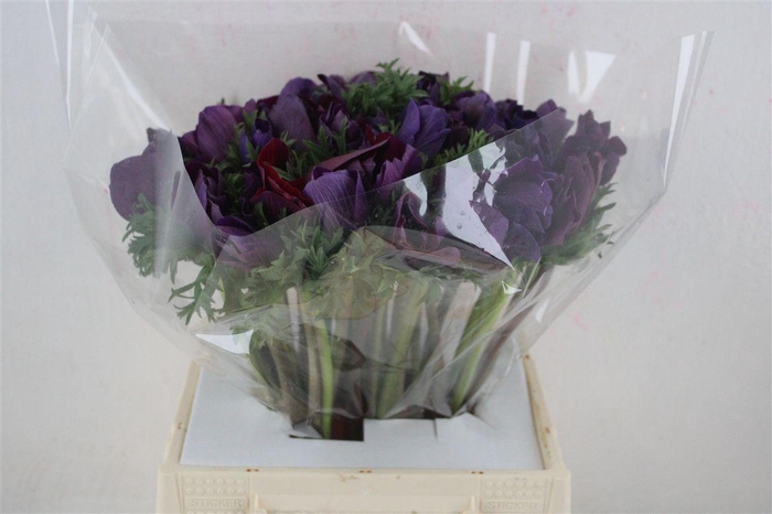 <h4>Anem Mistral Super Violet</h4>