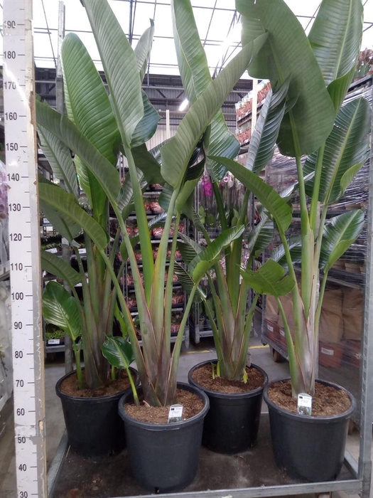<h4>Strelitzia nicolai</h4>