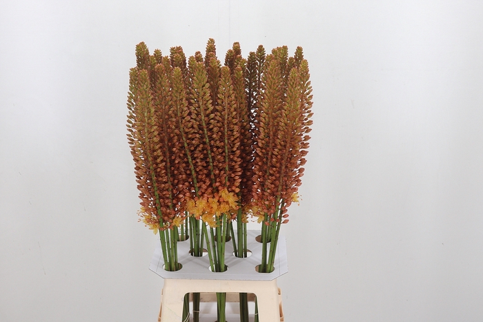 Eremurus Golden Cleo