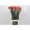 Dianthus St Arno