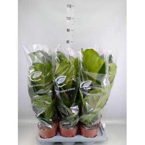 Ficus lyrata