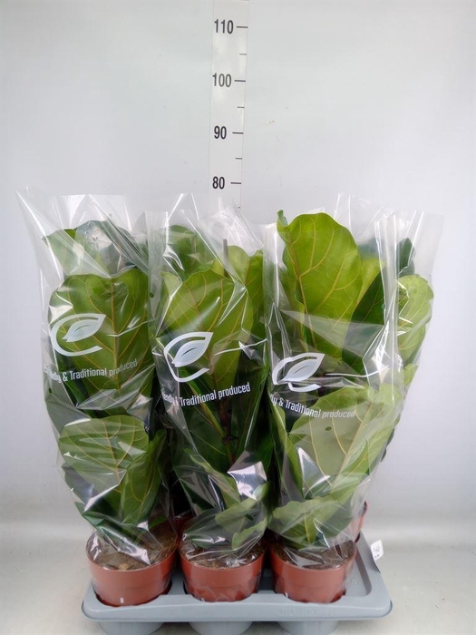 <h4>Ficus lyrata</h4>