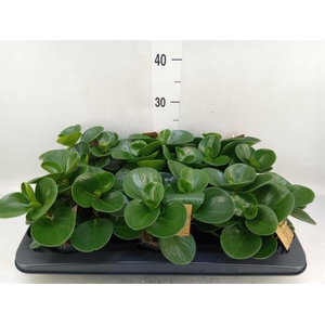 Peperomia obt. 'Green Gold'