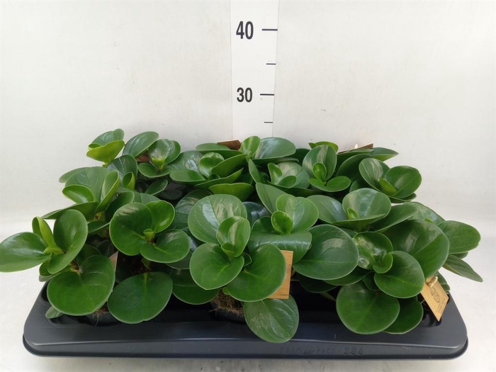 <h4>Peperomia obt. 'Green Gold'</h4>