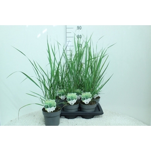 Panicum virgatum