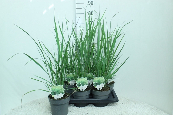 <h4>Panicum virgatum</h4>