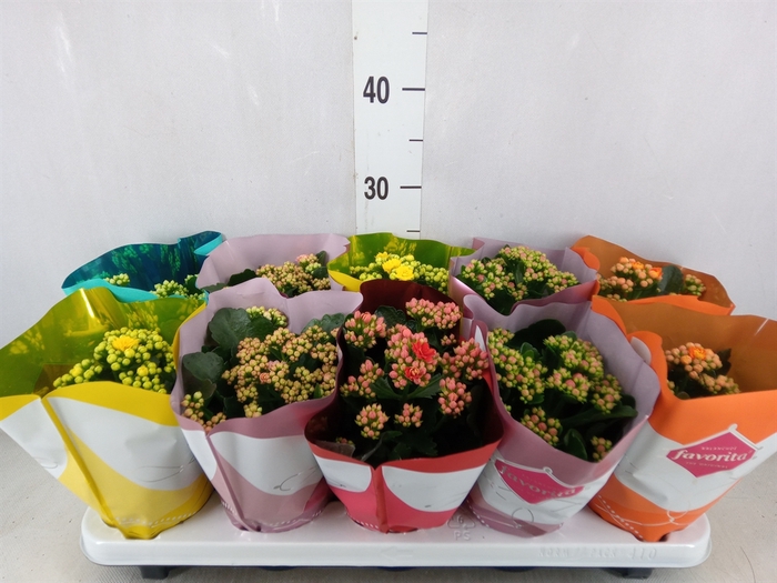 <h4>Kalanchoe blos. 'Perfecta'  ..mix 5</h4>