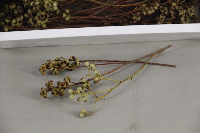 <h4>Ambernut Branch Nat. (50 pc)</h4>