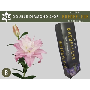 LI OR DU DOU DIAMOND 2+ QUALITY BOX