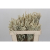 Amaranthus Yearming Desert