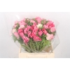 Anemone Mistral Shocking Pink