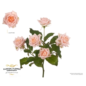 Rosa Spray Justine