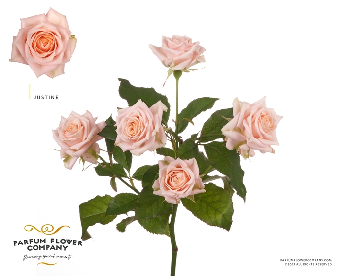 <h4>Rosa Spray Justine</h4>