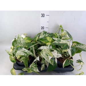 Epipremnum pinn. 'Marble Variegata'