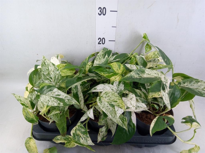 <h4>Epipremnum pinn. 'Marble Variegata'</h4>