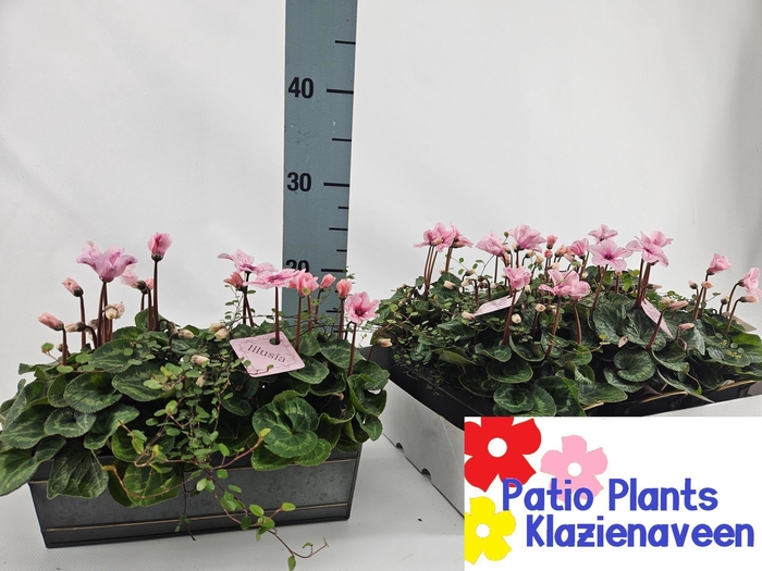 <h4>ARR CYCLAAM</h4>