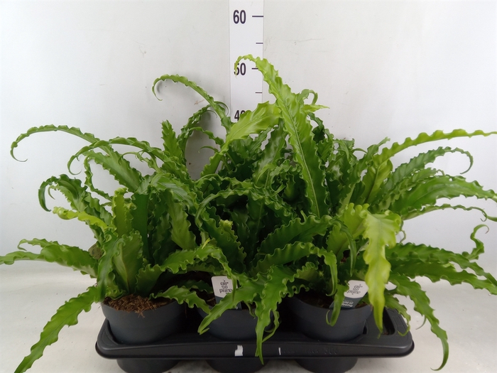 <h4>Asplenium antiquum 'Osaka'</h4>