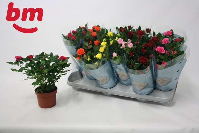 <h4>RO B MONDE GEM 7 SRT</h4>