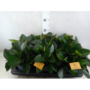 Peperomia clusiifolia 'Red Margin'