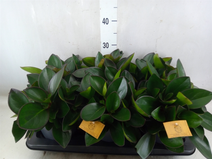 <h4>Peperomia clusiifolia 'Red Margin'</h4>