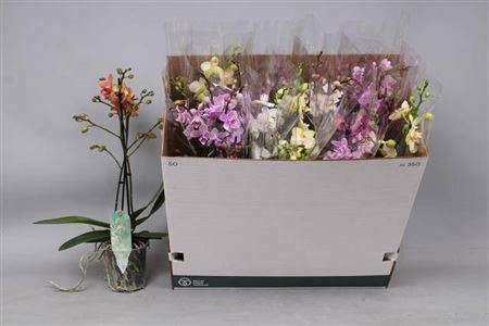 Phal Mf Gem 5 Kl
