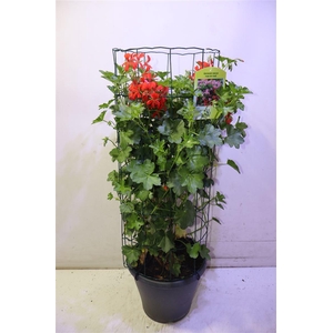 arr8 Pel Pelt Balkon Rood