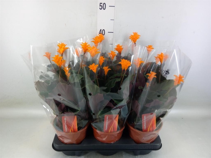 <h4>Calathea crocata</h4>