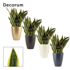 Sansevieria Superba 12 cm in Carly (Neo Architect-collection)