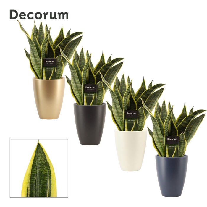 <h4>Sansevieria Superba 12 cm in Carly (Neo Architect-collection)</h4>