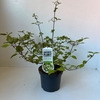 Viburnum plicatum