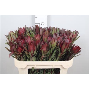 Leucad Saf Sunset 070cm